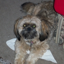 Pawsitively Pampered Pet Grooming - Pet Grooming