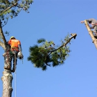 Atlantic Tree Service