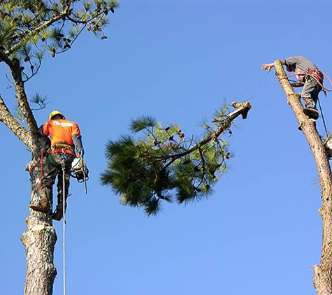 Northwest Tree Service & Stump Grinding - Kirkland, WA