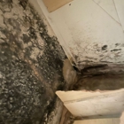 FDP Mold Remediation of Silver Spring