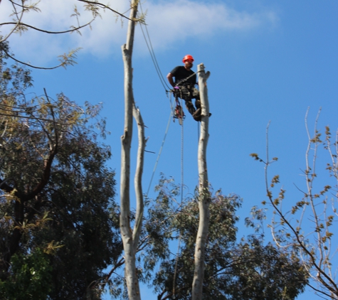 Charleston Tree Service - Mckinleyville, CA