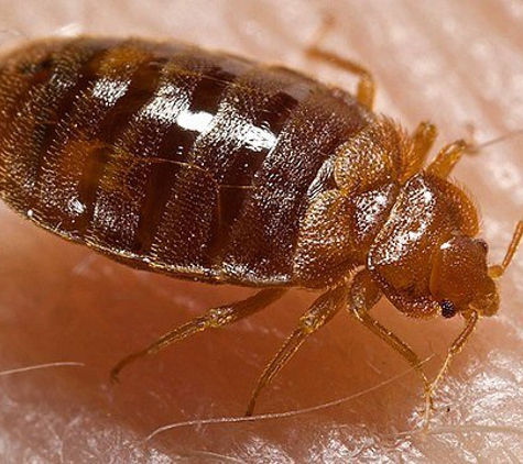 Hot Bugz Bed Bug Heat Extermination Services