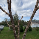 Affordable Tree Services And Light Excavating - Tree Service