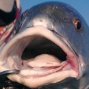 Capt Joe Roberts, Indian River Guides - Boat Tours