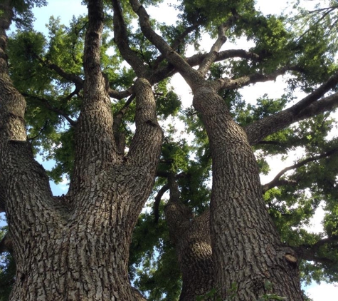 Baumann Tree - BBB A+ Rated - Cedar Hill, MO