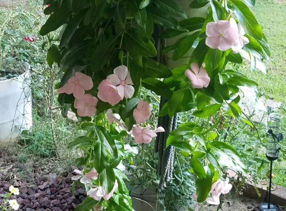 Mid-South Nursery & Greenhouses - Jonesboro, AR. This is a vinca plant that I planted last spring. It started out just one plant. It didn't even look or feel real. I hope they do that good year