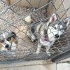 Anasazi Animal Bording & Grooming gallery