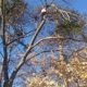 Twizted Hillz Tree Service