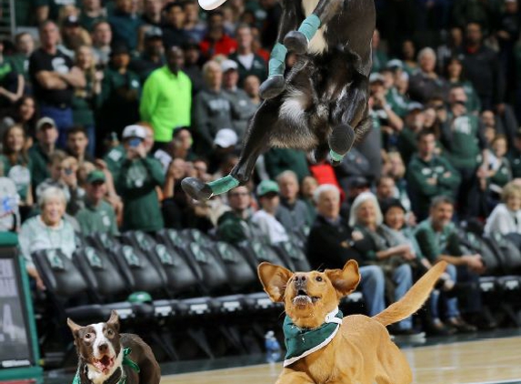 Americas Best Frisbee Dogs - Holland, MI