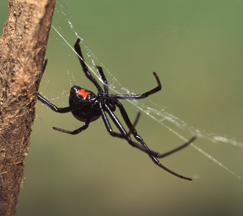 Economy Termite & Pest Control Inc - Bloomington, IN