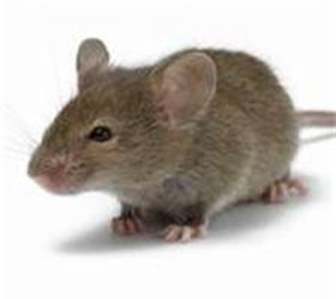 Palladin Pest Control LLC - Ray, MI