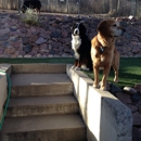 Holly Home Pet Care - Pet Sitting & Exercising Services