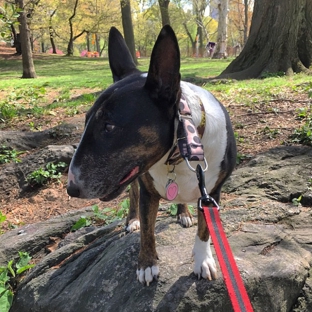 Bark and Walk - New York, NY