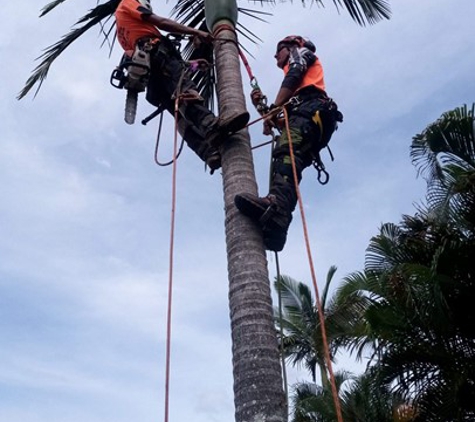 True Blue Tree and Stump Removal - Glass House Mountains, QLD. Palm Tree Maintenance Sunshine Coast