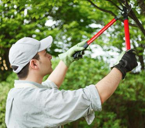 Kansas City Tree Services - Kansas City, MO