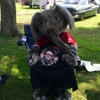Bama Fever-Tiger Pride gallery