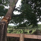 Expert Tree Climber