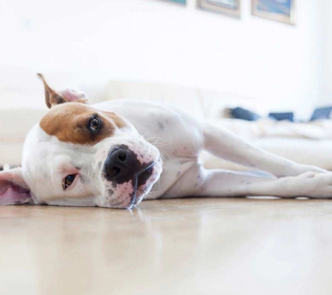 Mindful Pet Care - Beaconsfield, NSW