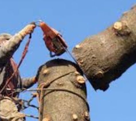 JLP Tree Service