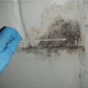 Healthy Home Mold Inspection