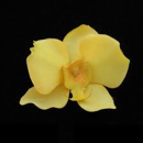 Yellow Orchid - Gift Shops