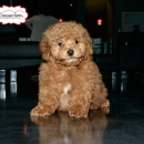 Dream Puppy - Pet Stores