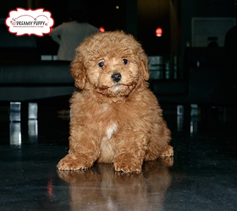 The Dreamy Puppy - Chantilly, VA. Dreamy Puppy Reviews