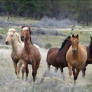 Horseback Oregon - Hammond, OR