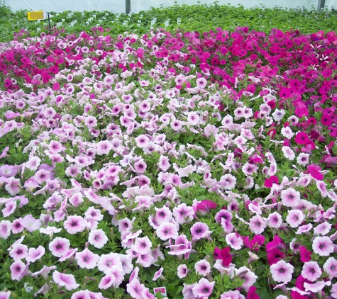 Ellis' Greenhouse & Nursery - Hudson, ME. Wave petunias