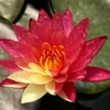 Az Water Garden Oasis- Pond Plants and Water Lilies gallery