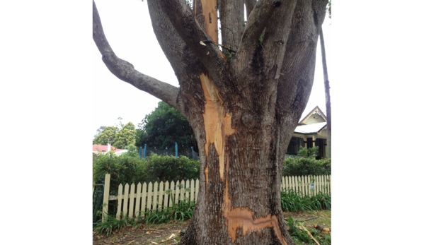 Total Tree Services - Mount Rascal, QLD