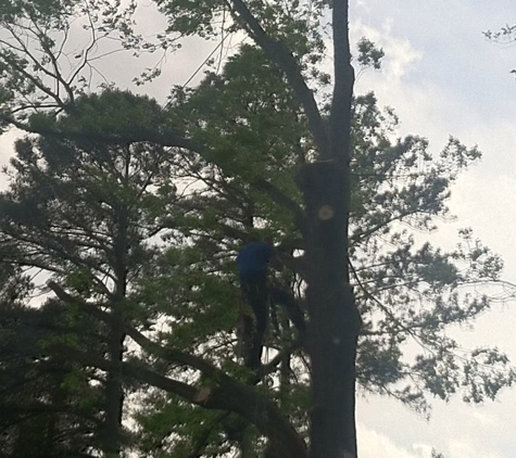 Waldrop Tree - Fayetteville, NC