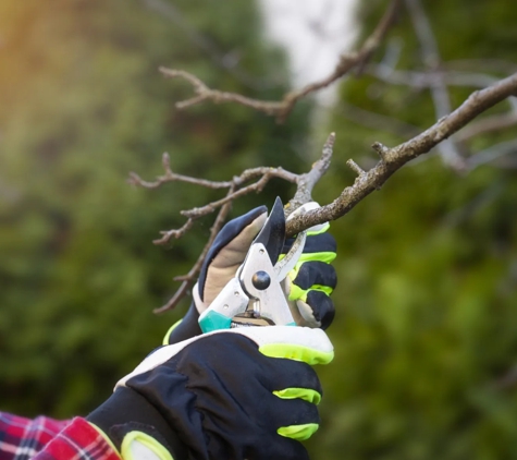 Safe Tree Service LLC - Elgin, IL