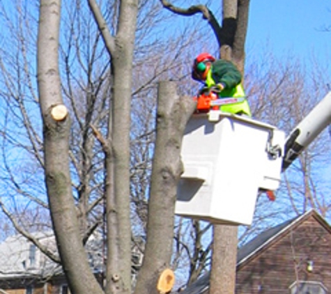 Tree Removal Service by: Northern Star PW - Blandon, PA