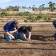 Agave Farms