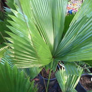 Premier Palms Nursery - Mariginiup, WA