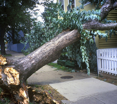 G's Friendly Tree Service LLC - Manchester, CT