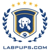 Labpups.com gallery