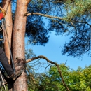 RJS Tree Service - Tree Service