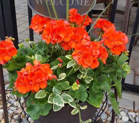 Sandy's Back Porch Garden Ctr - Belleville, IL. Beautiful Geraniums!