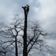 Best Price Tree Service