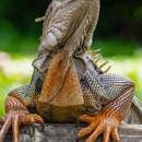Wildlife Control - Pest Control Services