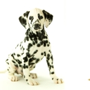 Safari Stan's Pet Center - Dog & Cat Grooming & Supplies