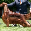 Dog House Grooming Salon gallery