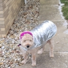 Pet Supplies Plus gallery