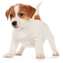 Groesbeck Animal Hospital - Veterinary Clinics & Hospitals