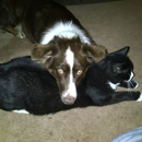 El Centro Animal - Veterinary Clinics & Hospitals