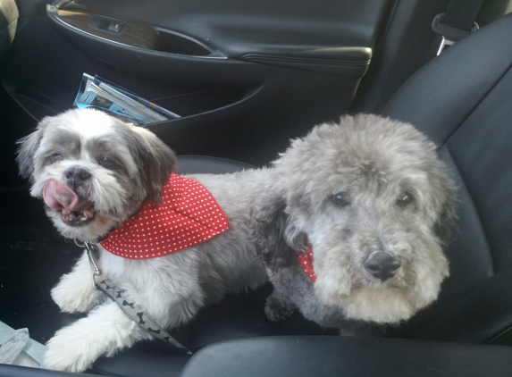 Barking Bubbles - Lakewood, NY. Cooper and lou on the way home from the groomers one Feb.  Morning. .looking grand ,as always. .