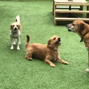 Misty Glen Kennel & Doggie Day Camp - Pet Boarding & Kennels