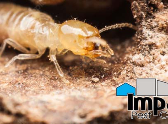 Impact Pest Control - Loftus, NSW
